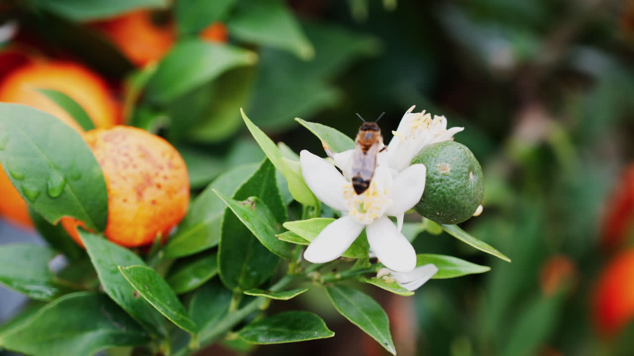 Close up of a bee on a white flower in an orange tree