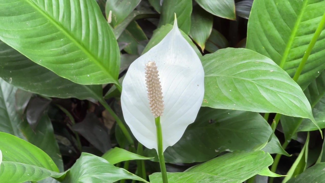 Primo piano di un giglio della pace bianco in giardino