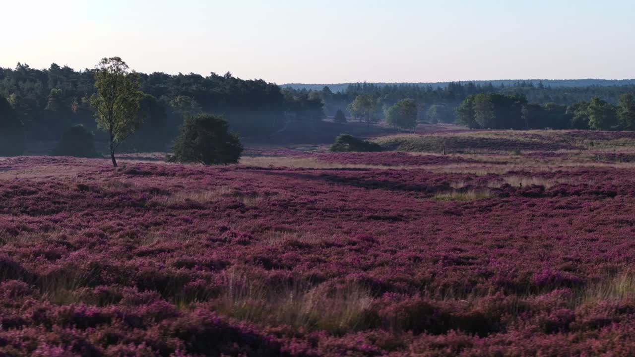 Paisaje de brezo con árboles