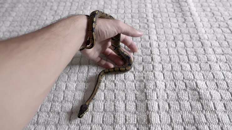 Babypython die over handen beweegt