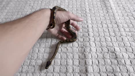 bebé phyton moviéndose alrededor de las manos