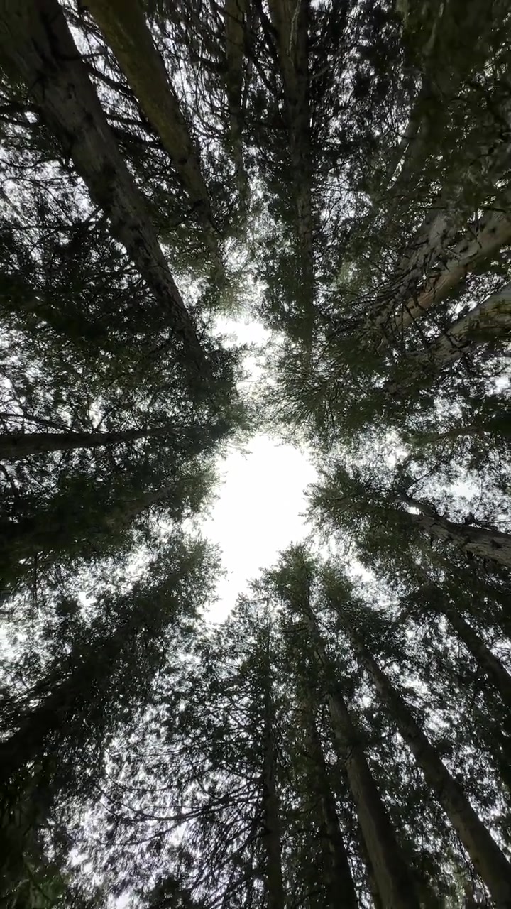 Alberi della foresta che formano una volta naturale visti dal basso.