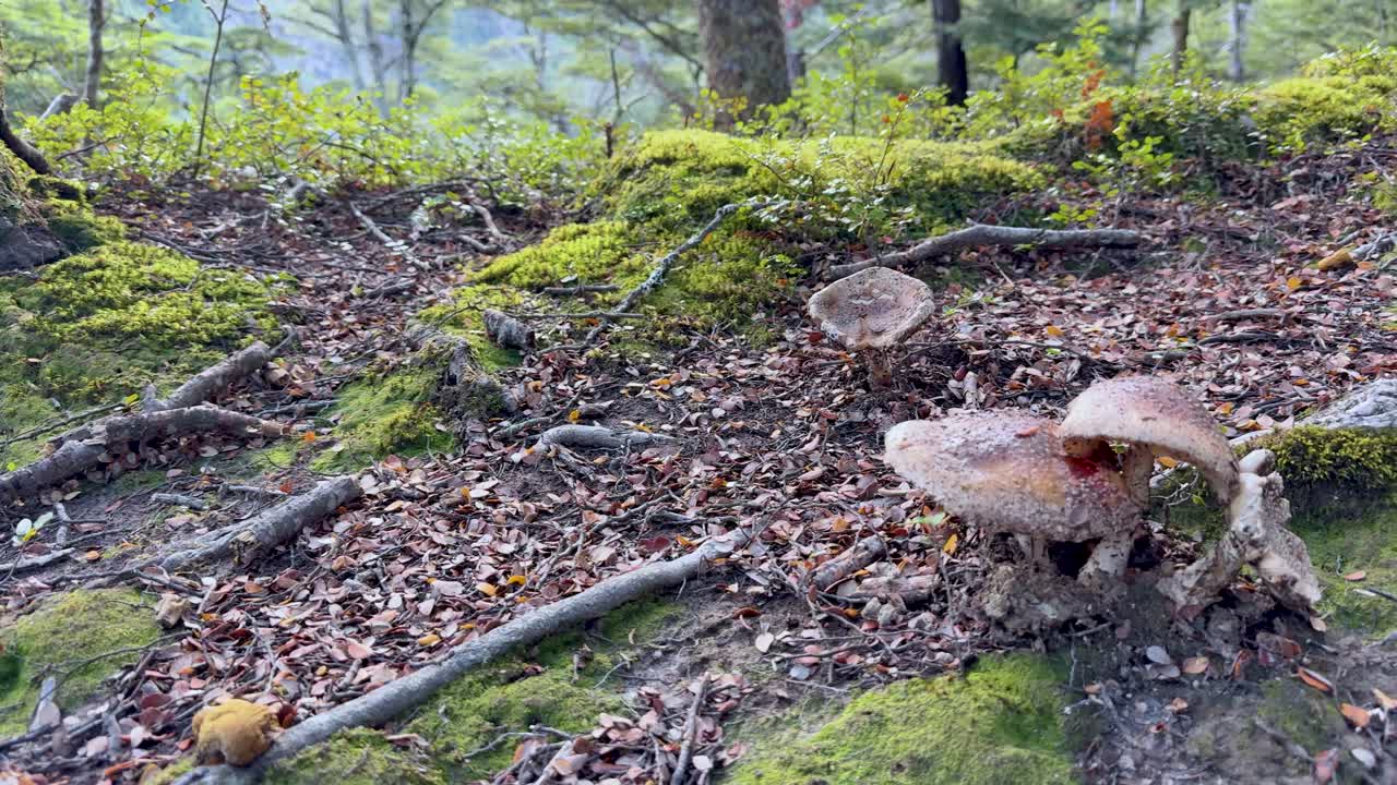 Mushrooms emerge and expand on a mossy forest floor, captured in a time-lapse sequence with natural lighting