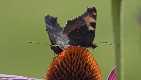 two butterflies pollinating purple coneflower - macro
