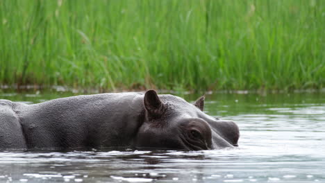 close-up view of a hippo surfacing river in africa