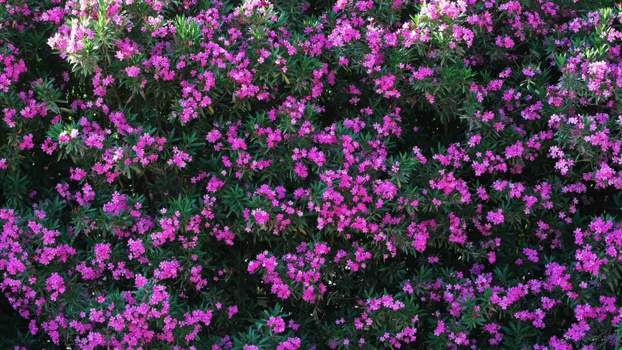 oleandra, oleandra dulce o rosa de bahía flor de ramo rosado que florece en el jardín