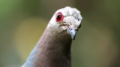 pombo verde de pescoço rosa no ninho