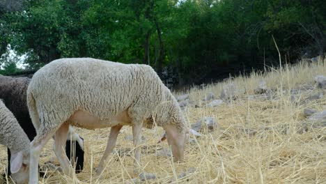 grazing white sheep