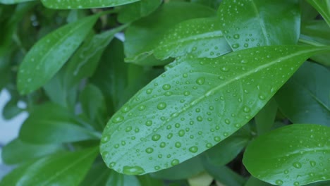 hojas de árboles verdes con gotas de agua sobre él