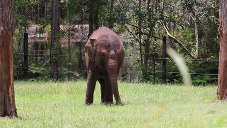 el elefante se mueve a través de un paisaje de bosque verde y exuberante