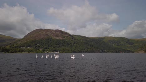 Eine-Gruppe-Höckerschwäne-Schwimmt-An-Einem-Sommertag-über-Den-Ullswater-See-Mit-Den-Hügeln-Der-Seenlandschaft-Im-Hintergrund