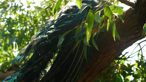 peacock sitting on tree to avoid hotwave in australia