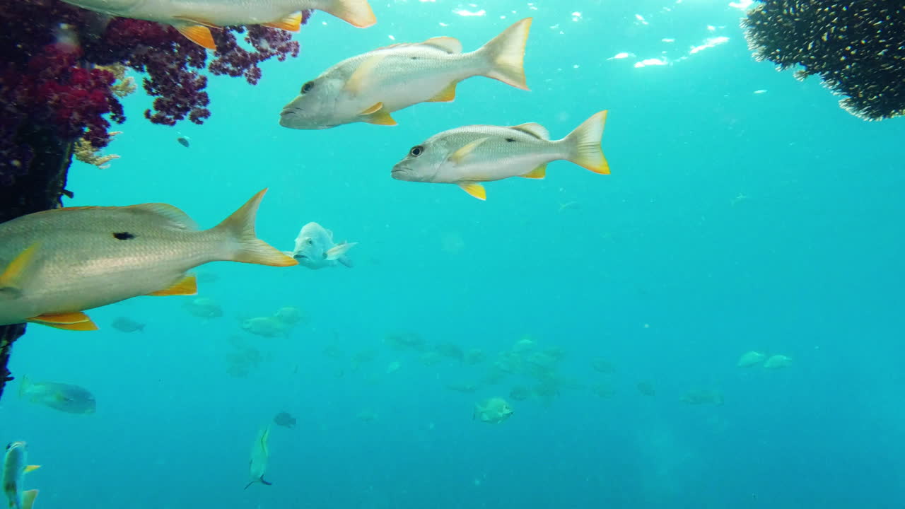 물고기가 헤엄치는 것을 보는 것은 치료적입니다.
