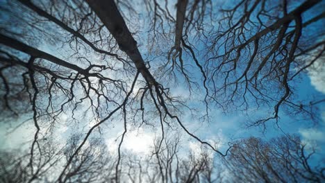 low-angle paralax shot of the tall leafless trees on a bright skies background