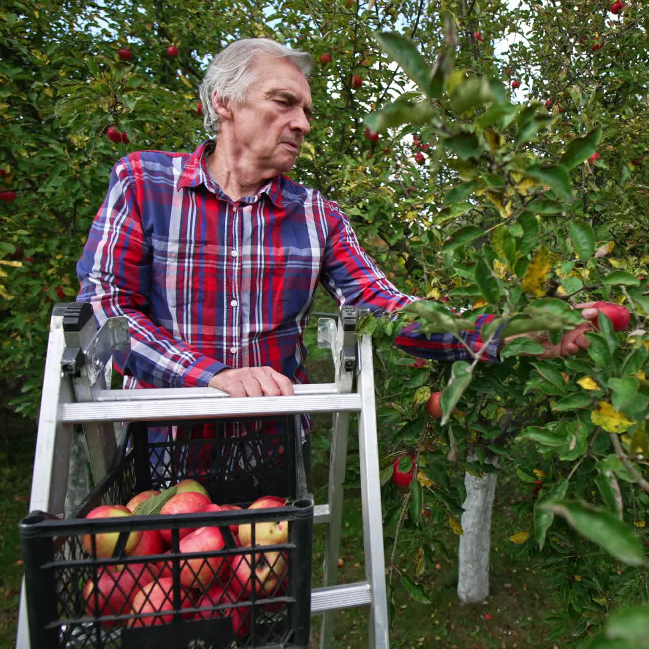 Male old farmer gathering red apples from tree into plastic box. The man stands on metal step ladder and collects fruit from trees in the garden