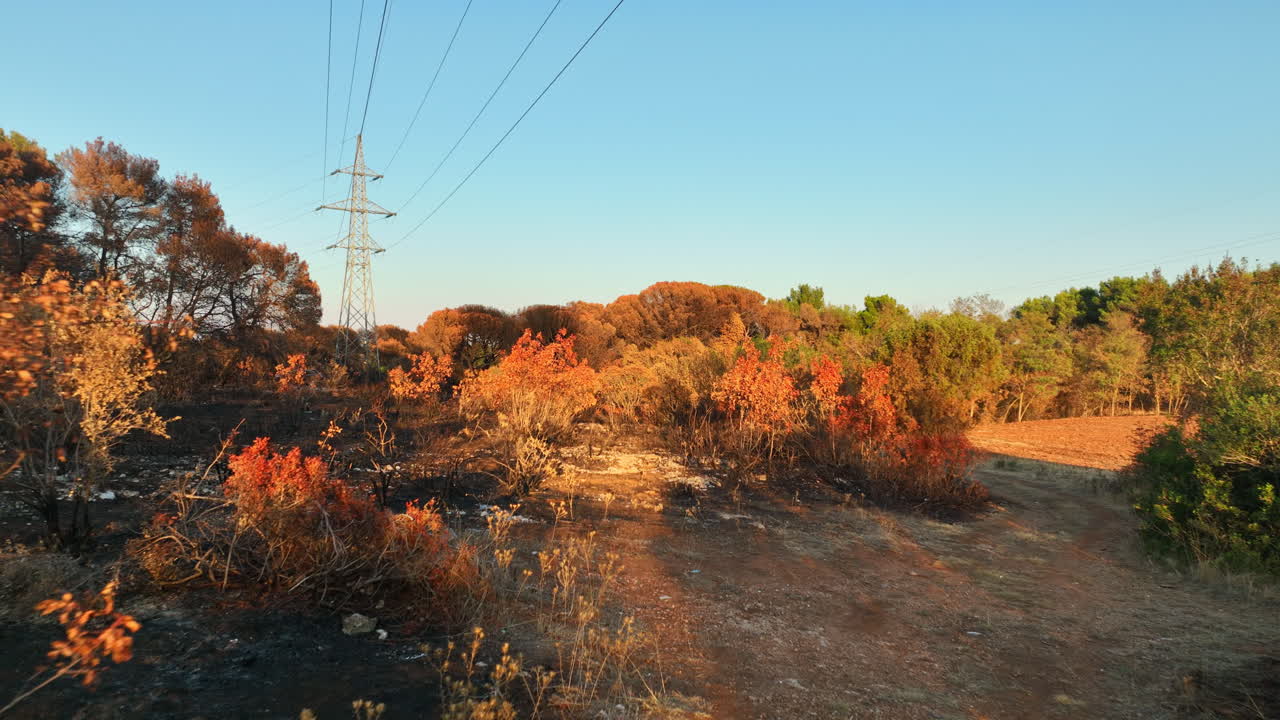 Drone flying over scorched trees under a pylon and power lines, golden hour