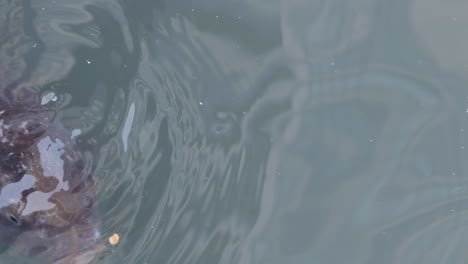 pez en el agua