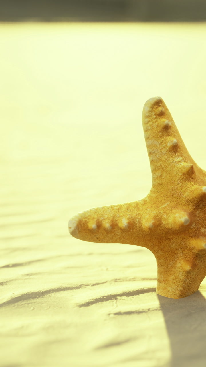 Starfish rests on sandy beach during bright sunny day in warm season