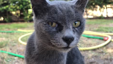 grey stray cat looks around curiously