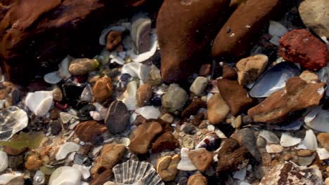 close-up of shells and rocks in shallow water