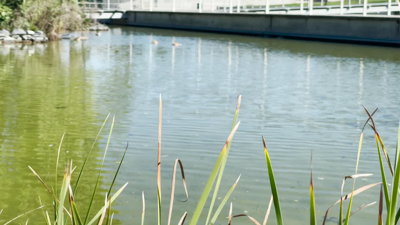 베자, 알렌테조, 포르투갈의 자연으로 둘러싸인 호수에서 수영하는 오리