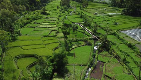 El-Dron-Capturó-La-Vista-Aérea-De-Varios-Pequeños-Campos-Verdes-Repartidos-Por-Una-Gran-área-Donde-Muchos-Agricultores-Cultivan-Los-Pequeños-Campos-Para-Vender-Los-Productos-En-El-Mercado