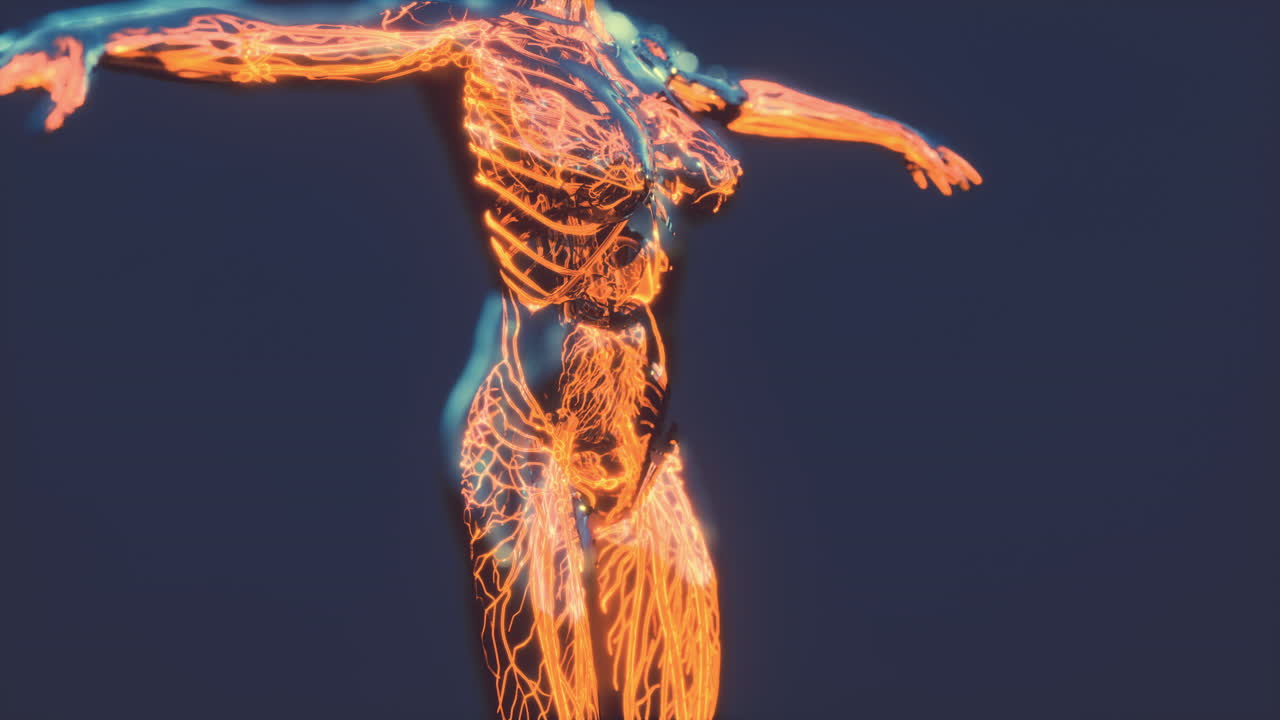 красные кровяные клетки протекают внутри сосудов