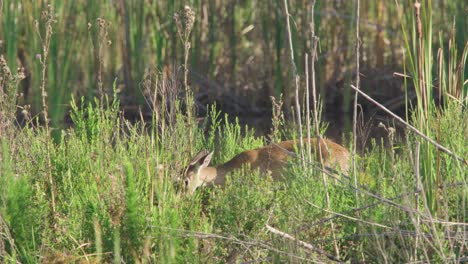 Bebé-Venado-Cola-Blanca-Cervatillo-Comiendo-Plantas