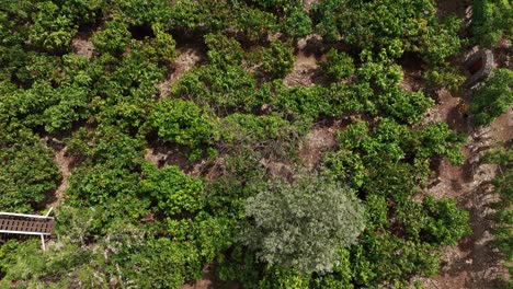 Vista-De-Pájaro-Estática-De-Personas-Caminando-Por-Una-Granja-De-Chocolate-En-Maui