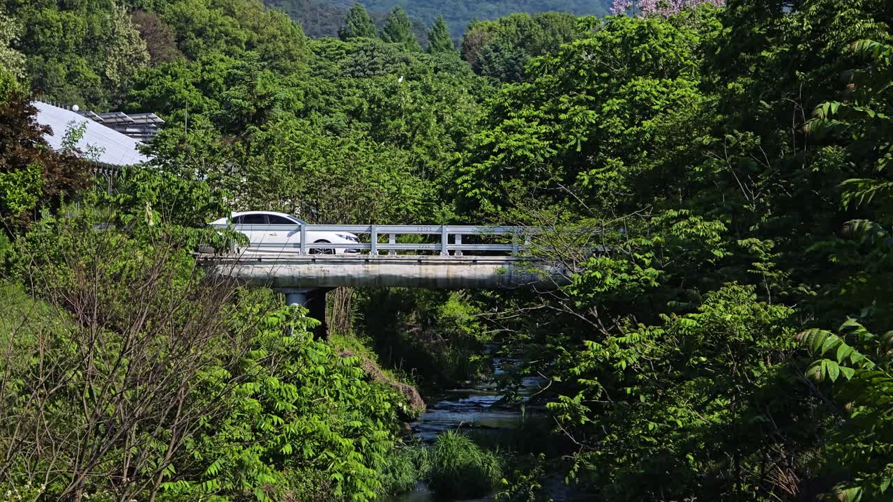 A close-up view captures cars crossing a small, rustic concrete bridge over the lush Yangjae Stream in Gwacheon, South Korea, surrounded by a dense green forest on a sunny day.