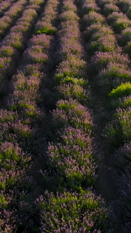 lavender field in bloom