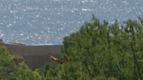 Red-tailed-Hawk-flying-in-front-of-the-ocean-down-into-the-trees-in-Malibu,-California