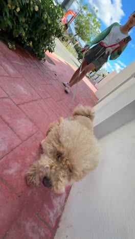 mujer paseando al perro en un día soleado