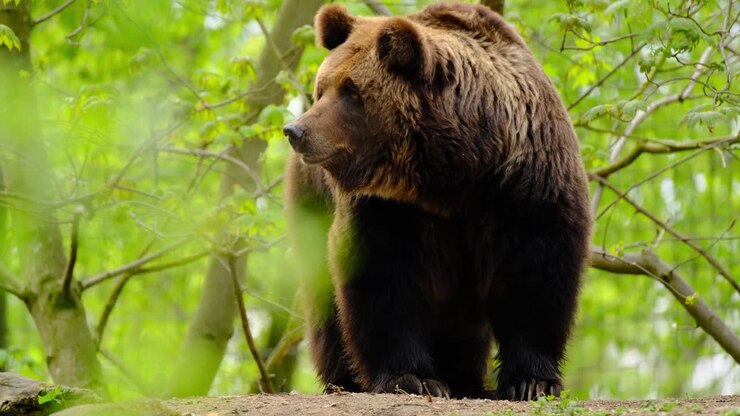 Brown bear in the wood sniffing and gasping 4K close up shot