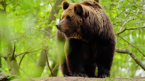 Braunbär-Im-Wald-Schnüffelt-Und-Keucht,-4K-Nahaufnahme