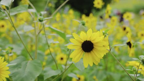 Girasoles-Japoneses-En-El-Evento-Del-Festival-&quot;himawari&quot;-De-Campo