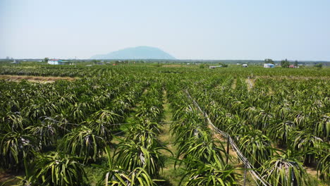 mosca en pitahaya o fruta del dragón, hylocereus undatus, plantación sin fin