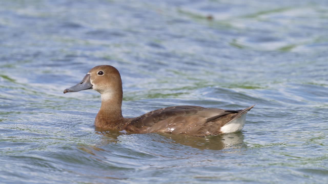 Female rosy-billed pochard, netta peposaca spotted in the wild with duller and browner appearance, floating and swimming on the lake during the day, close up shot