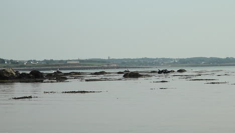 dogs playing in low tide sea water