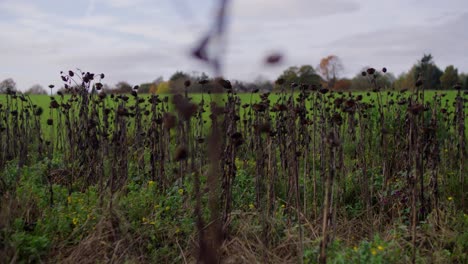 a dense field of dried plant stalks with withered leaves creates a textured, natural pattern. the plants are weathered and stand tall, showing the transition to late autumn in a rural area.
