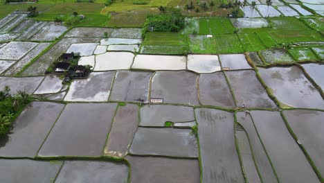 Green-parcels-plant-with-Asian-rice-on-agricultural-village-with-houses-and-palm-trees-divided-by-narrow-paths-in-Indonesia