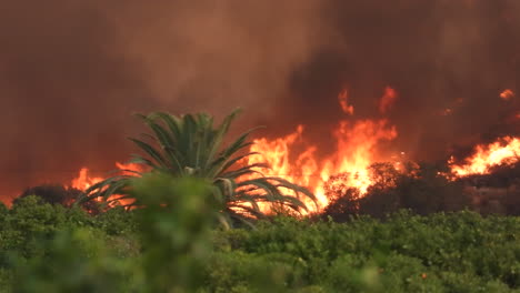 incendios forestales se extienden por las colinas boscosas, incendios forestales de california, tiro panorámico