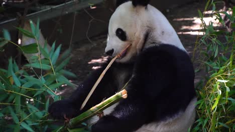 panda comiendo bambú en el zoológico de san diegos