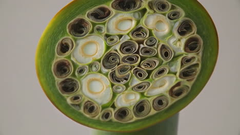 unfurling botanical patterns: a macro view of plant growth