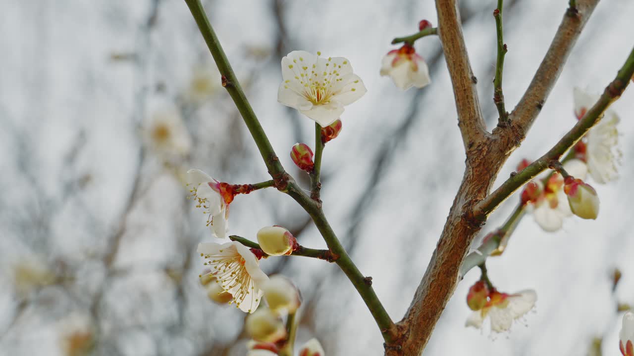 Delicati fiori bianchi di susino e boccioli rosa spuntano su rami sottili e spogli contro un cielo nuvoloso e tenue, catturando il tranquillo arrivo della primavera precoce con luce naturale.