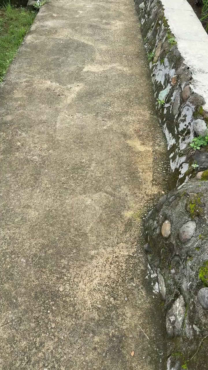 Outdoor Concrete Walkway with Mossy Stone Border