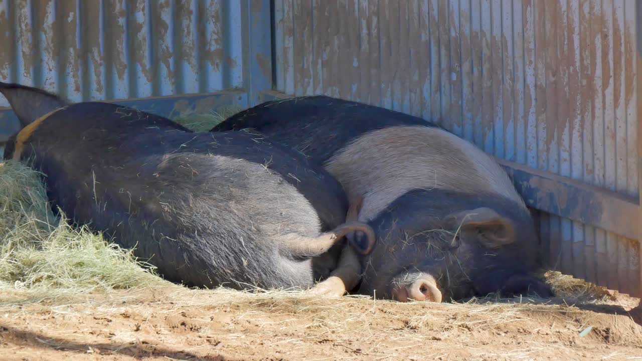 Two pigs sleeping in dirt