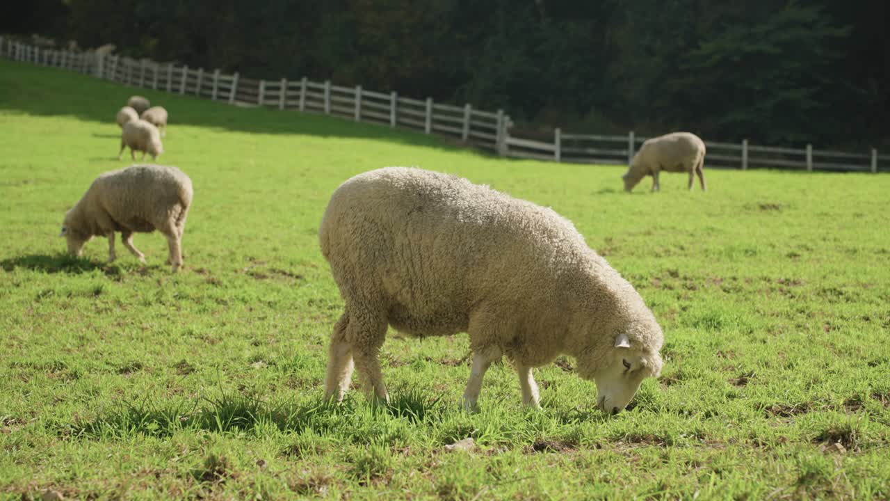 Sheep Grazing in a Green Field