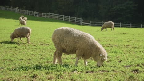 sheep grazing in a green field