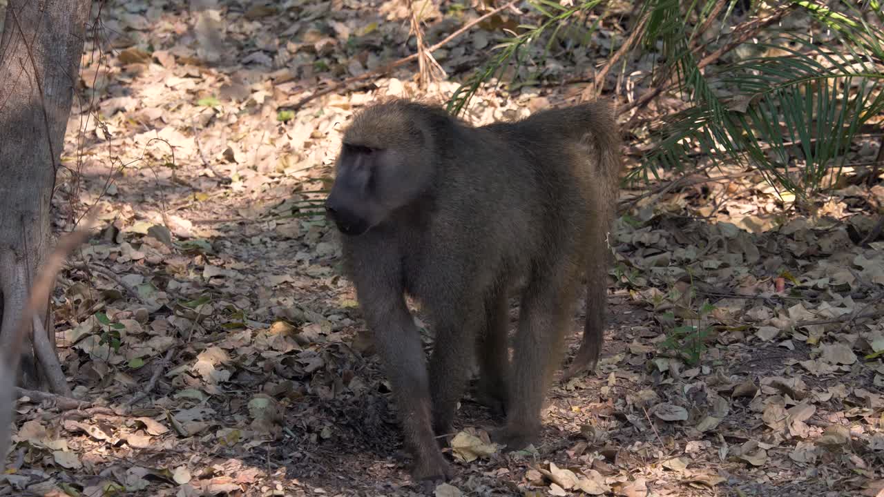 babuino frente a la cámara que da la vuelta y se aleja en el bosque